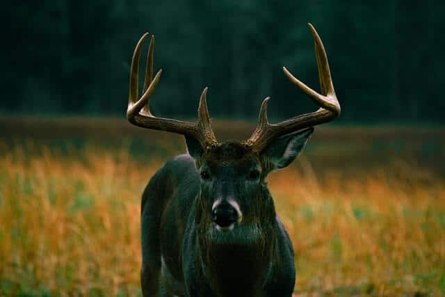 Deer Hunting Slogans