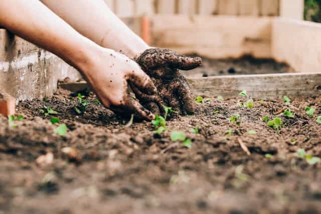 Gardening Slogans