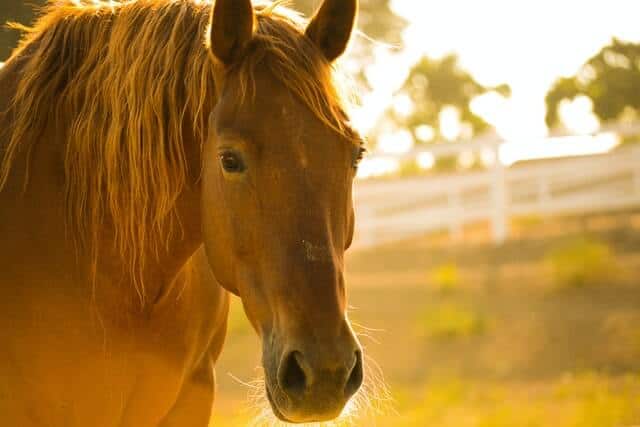 Horse Slogans