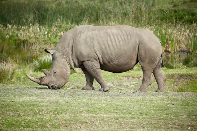 Rhino Slogans