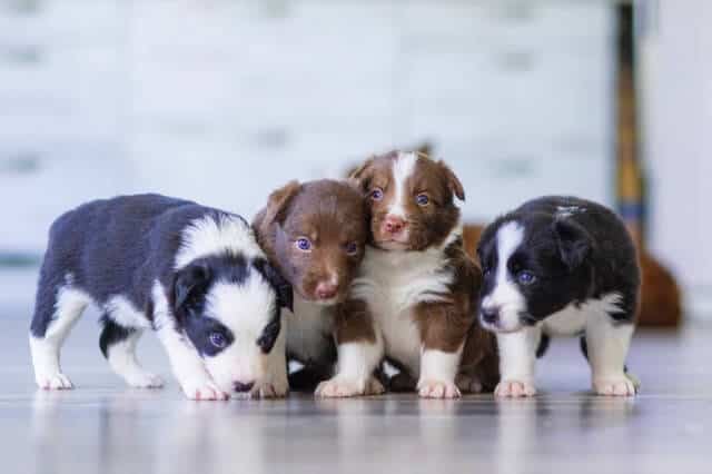 Dog Breeding Business Names Ideas