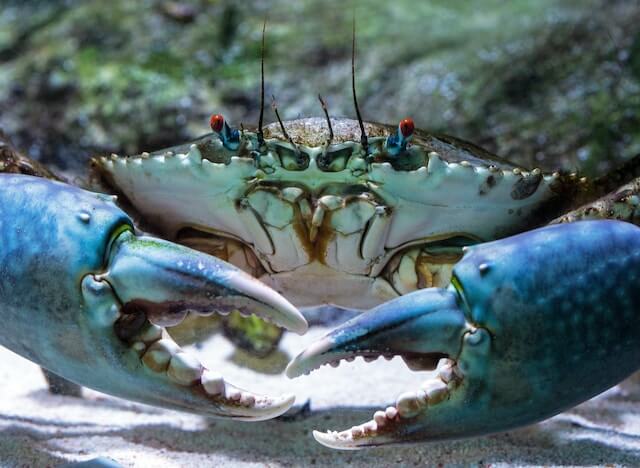 Pet Crab Names