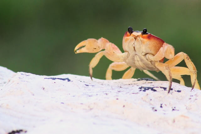 Pet Crab Names