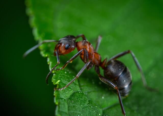 Pest Control Company Names