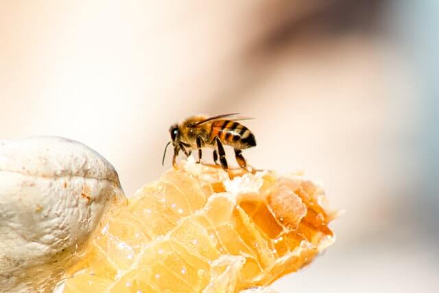 Beekeeping Business Names