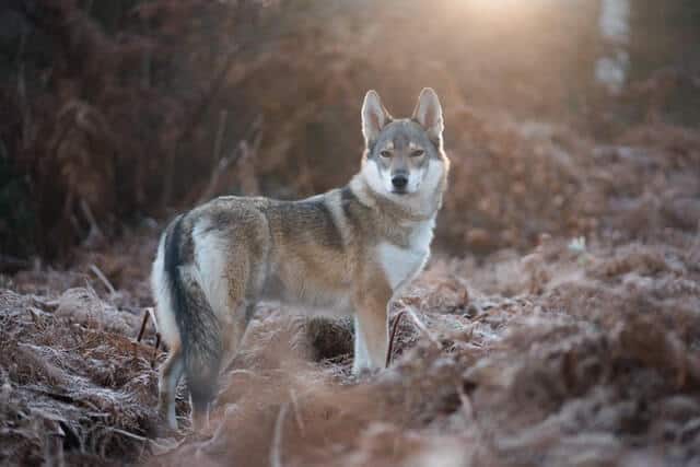 Pet Wolf Names: 400+ Cool And Catchy Wolf Names Ideas