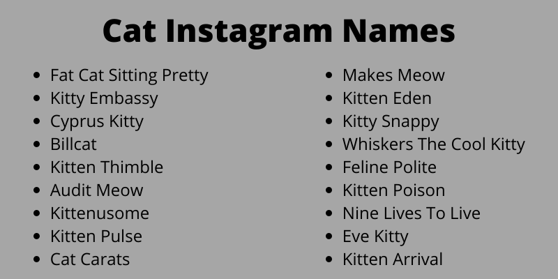 Cat Instagram Names