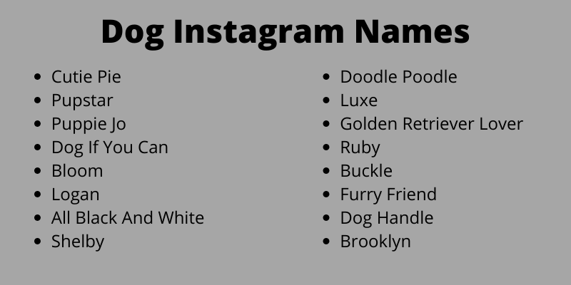 Dog Instagram Names