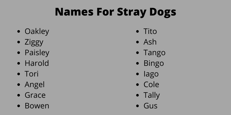 Names For Stray Dogs